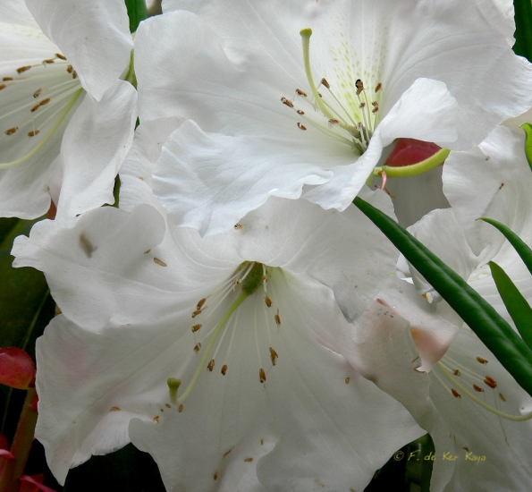 Bois des Moutiers (121) mai 2012